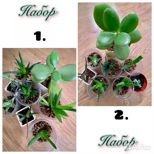 Набор суккулентов