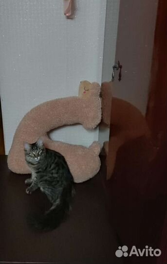 Коты мейн-кун Вязка