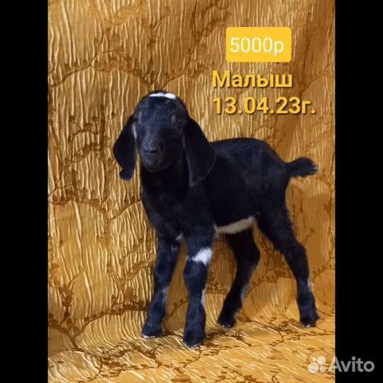 Козы и козлята нубийской породы