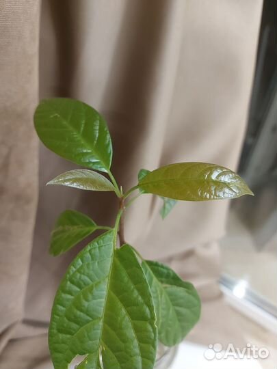 Авокадо растение