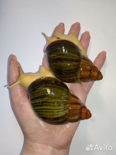 Улитки архатины, ахатины