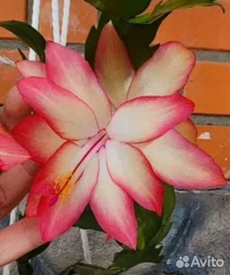 Шлюмбергеры сортовые (декабрист)