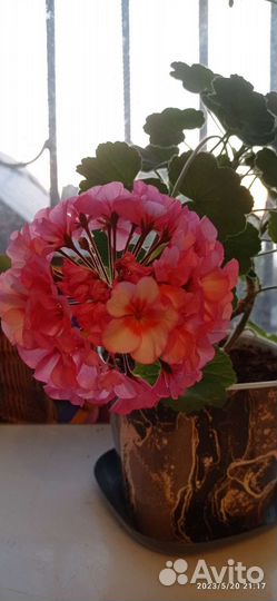 Плющелистная пеларгония