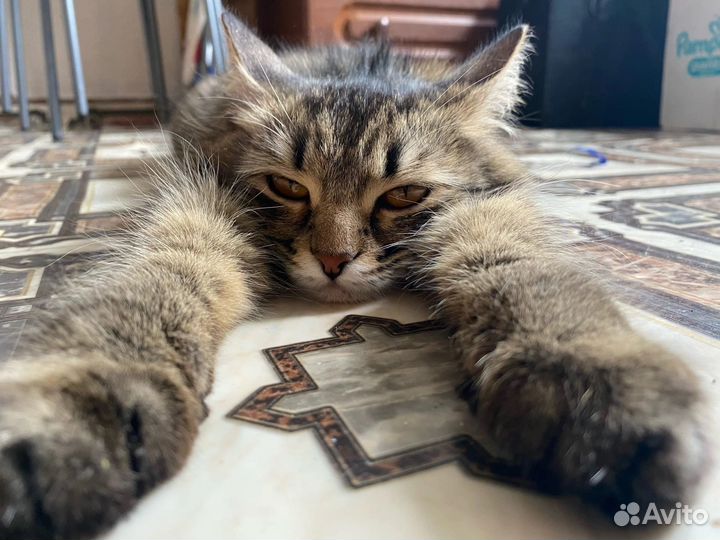 Кошка