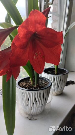 Комнатные цветы