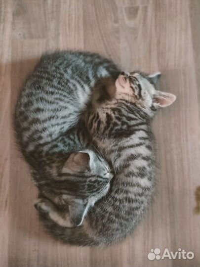 Отдам в добрые руки, мальчик и девочка