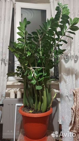 Замиокулькас