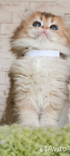 Британская золотая шиншилла длинношерстная