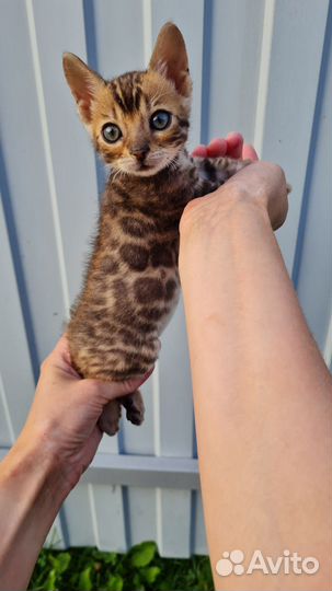 Бенгальские кошечки