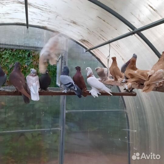 Таджикские и узбекские голуби