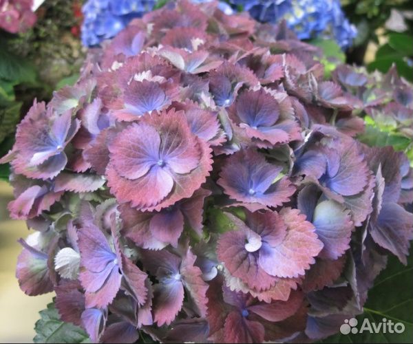 Гортензия крупнолистная саженцы Р9