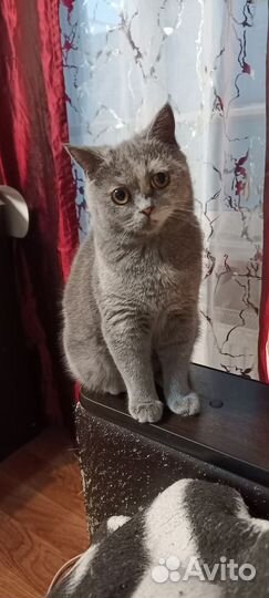 Шотландская