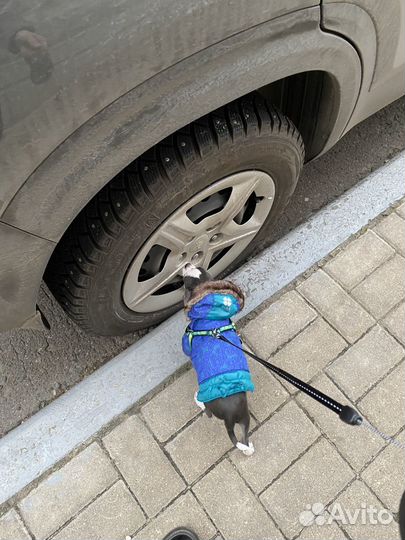 Комбинезон и свитер для собаки