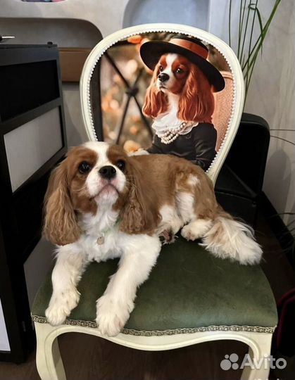 Стул мягкий медальон