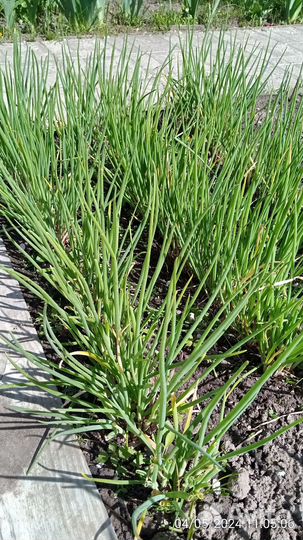 Лук зеленый (саженцы)на перо