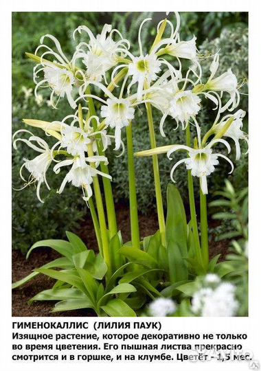 Гименокаллис Комнатная Лилия