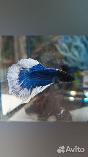 Аквариумные рыбки (животные)