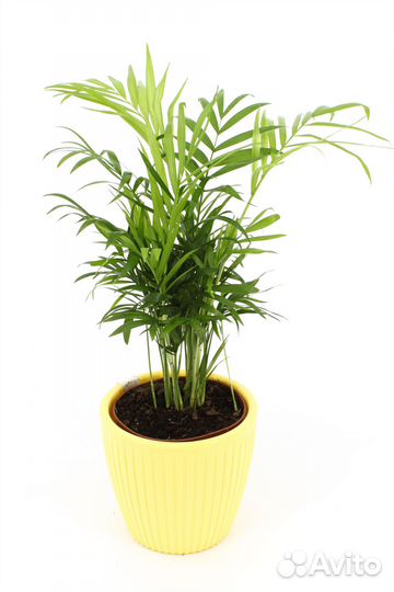 Хамедорея Элеганс в кашпо, цвет желтый