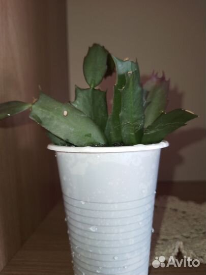 Декабрист розовый