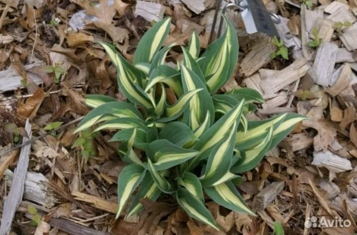 Саженцы хосты