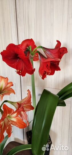 Гиппеаструм, сорт Львиный Зев