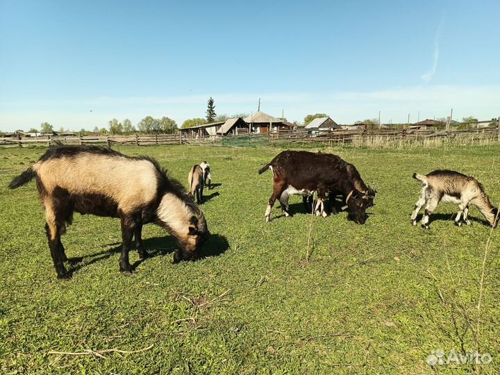 Козлята и подрощенные козы