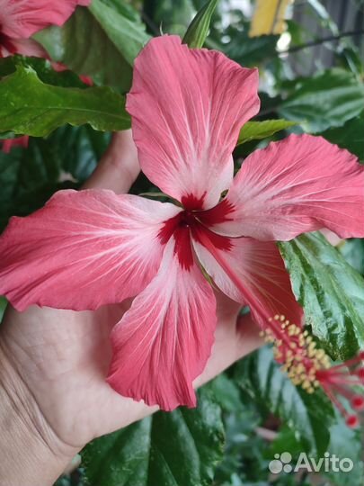Сортовой гибискус