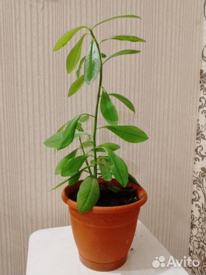 Синадениум