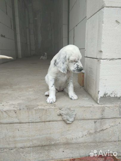 Собаки щенки