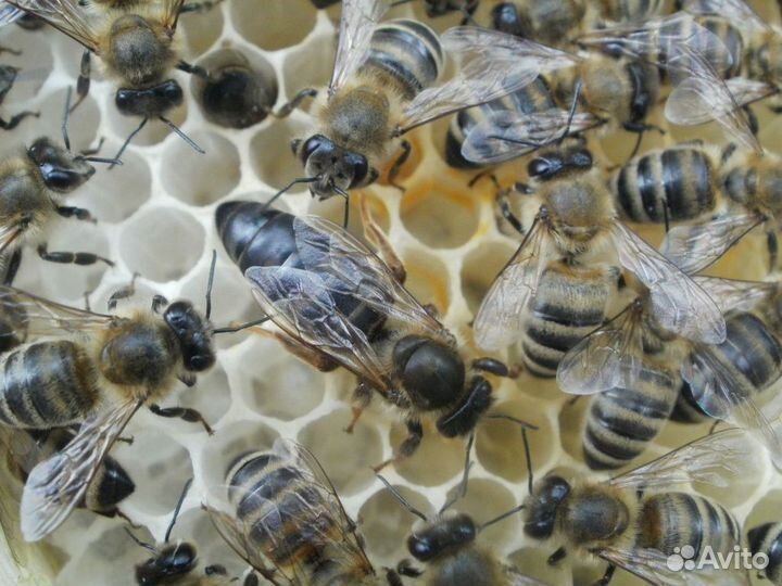 Плодные Матки