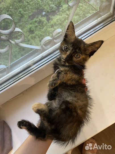 Котенок девочка