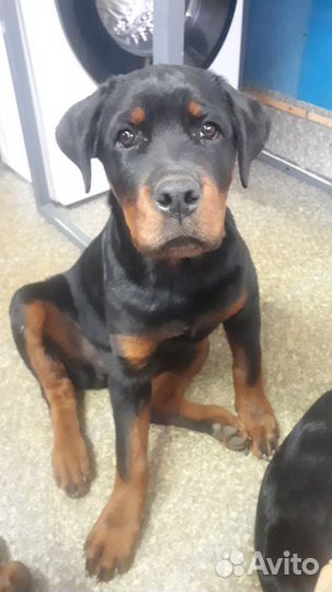 Щенки ротвейлера