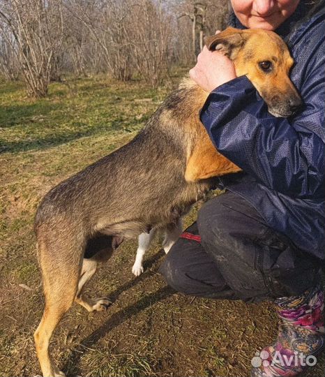Добрейшая собака срочно ищет дом