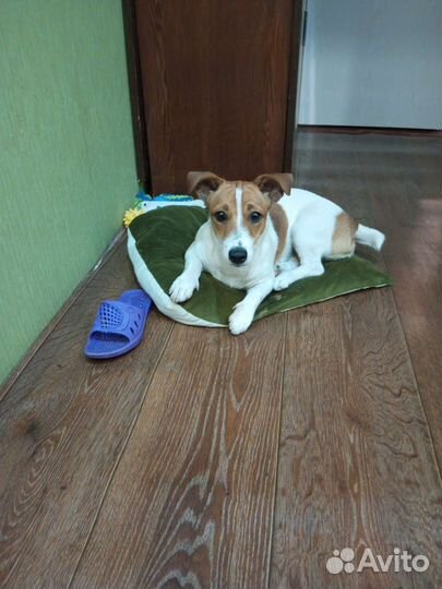 Джек Рассел терьер