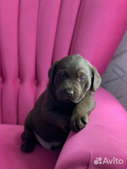 Шоколадное чудо