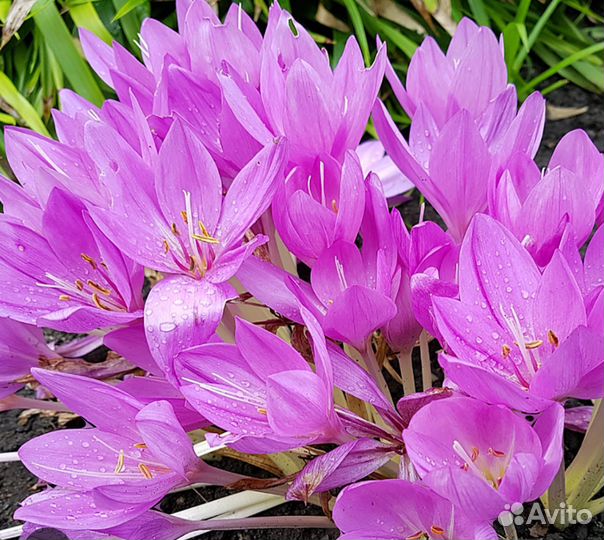 Луковицы безвременника