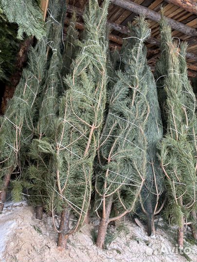 Живые сосны оптом новогодние