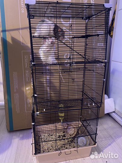 Крысы дамбо