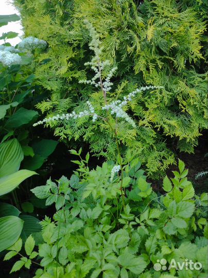 Цветы для сада