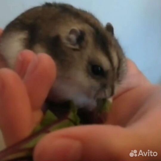 Хомячки разных окрасов