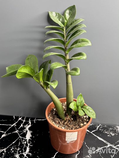 Замиокулькас зензи