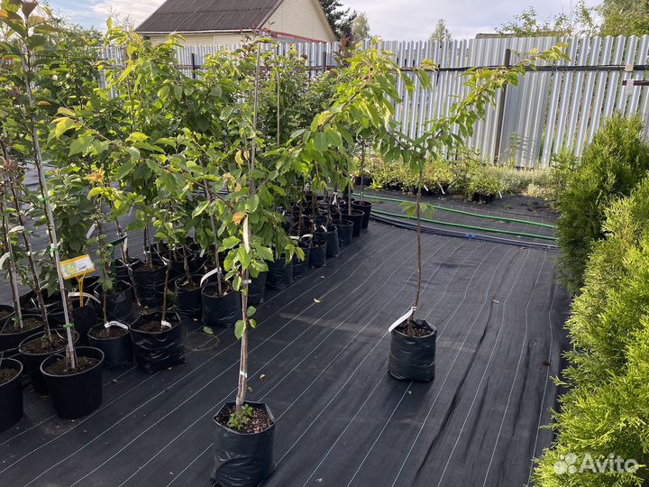 Черешня саженцы