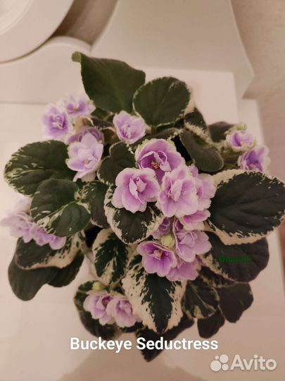 Фиалки сортовые, стандарты