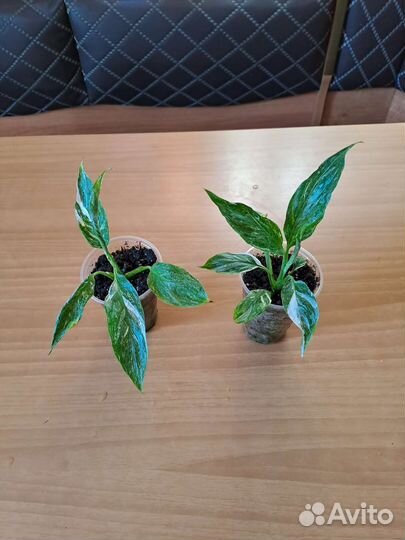 Спатифиллум домино