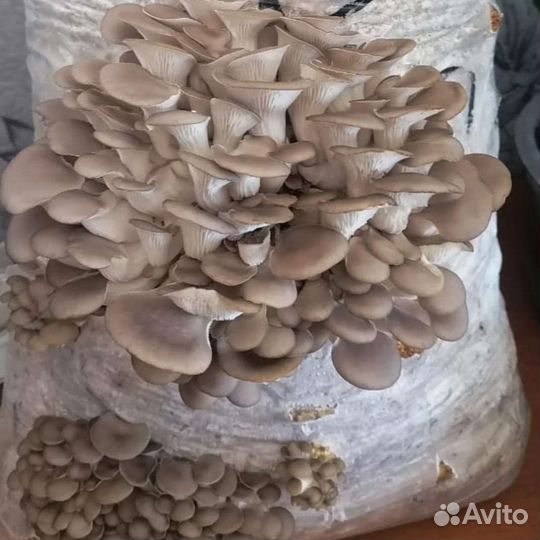 Готовые блоки Вешенки