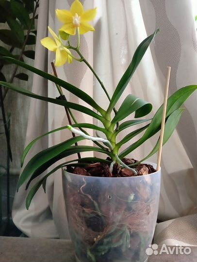 Орхидея фаленопсис