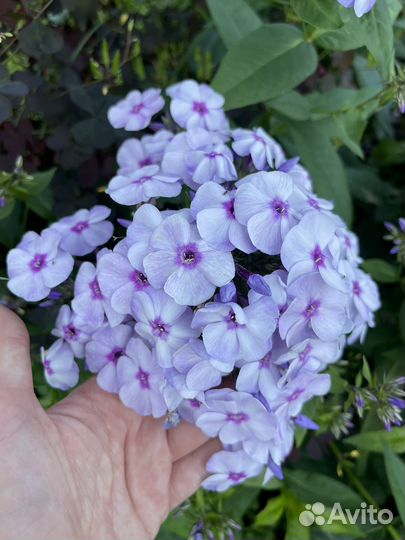 Флоксы, хоста, ромашка, медуница