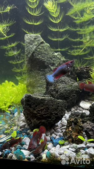 Рыбка петушок