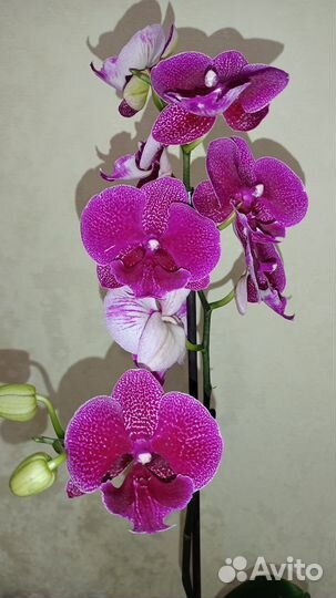 Биг лип галакси (зоя)