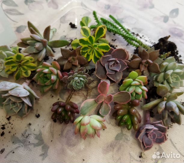 Суккуленты красивые набор